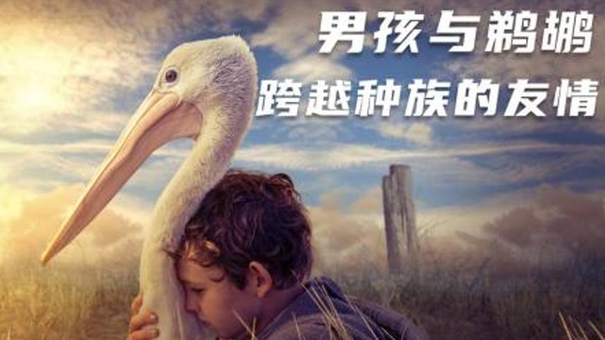 《鹈鹕的故事》：跨越时空的生态守护与生命羁绊