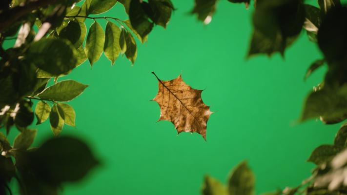 绿幕拍摄干叶于绿叶中低角度镜头