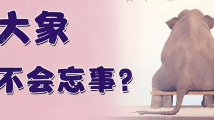 揭秘大象超强记忆力 它们为何不会忘事