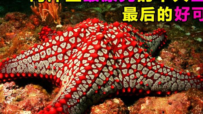 海洋十大绝美生物图鉴 最后一种萌到犯规