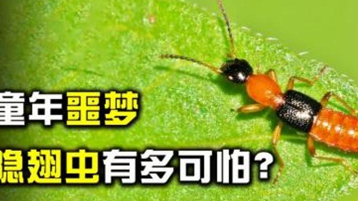 隐翅虫科普：为何这虫子拍不得 触碰毒液后果多严重