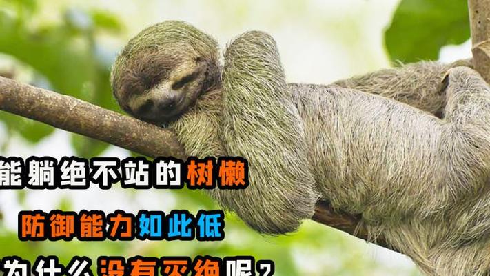 能躺不站的树懒防御弱却没灭绝的生存秘籍