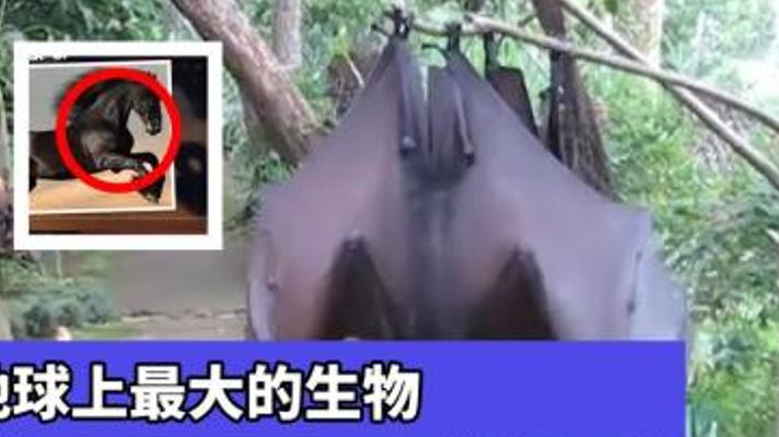 世界上最大的生物是什么？揭秘地球巨物的惊人真相