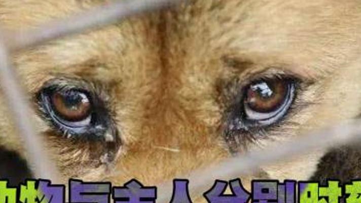 宠物与主人的五次心碎告别 铁石心肠也泪崩