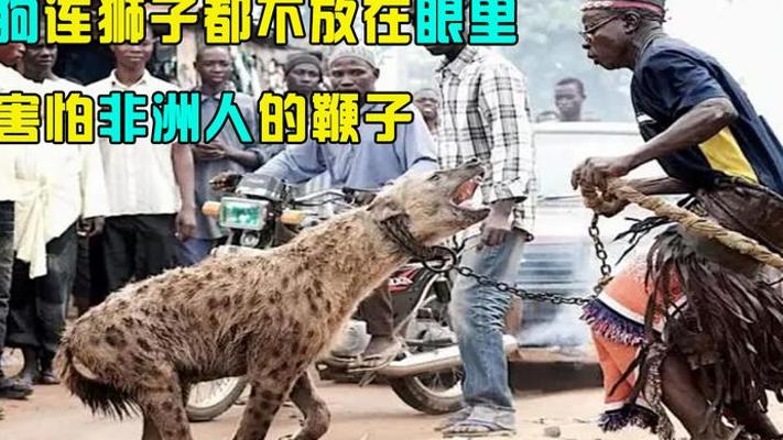 鬣狗敢挑衅狮子却怕非洲人 看驯兽师如何驯服二哥