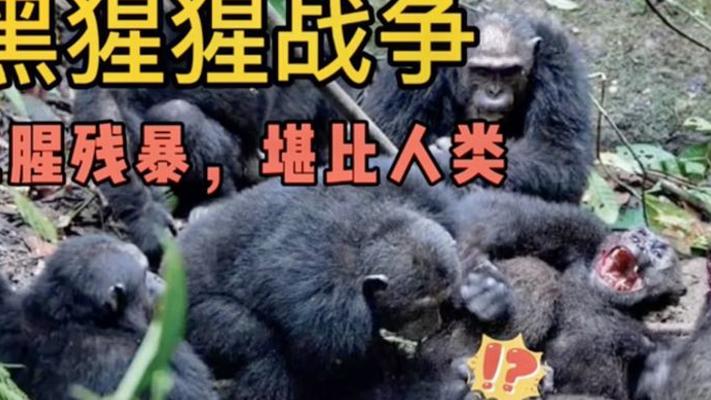 贡贝黑猩猩四年战争：撕皮饮血的残酷生存博弈