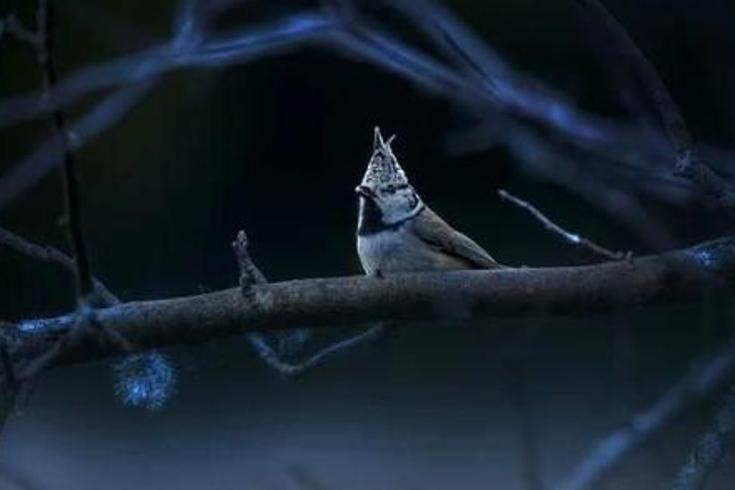 虎丘花神庙遇仙记：秀才何辉的剑仙缘与心魔劫