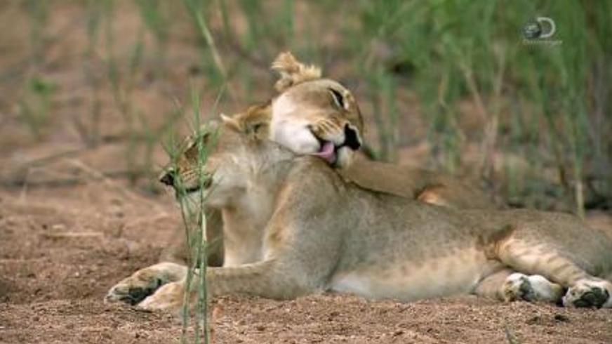 《狮王之路》：马波侯兄弟的草原王朝兴衰史诗