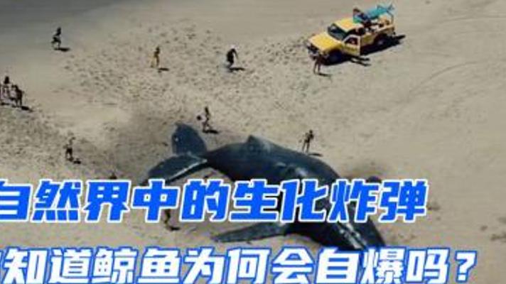 鲸爆：大自然那威力惊人且“味儿大”的炸弹