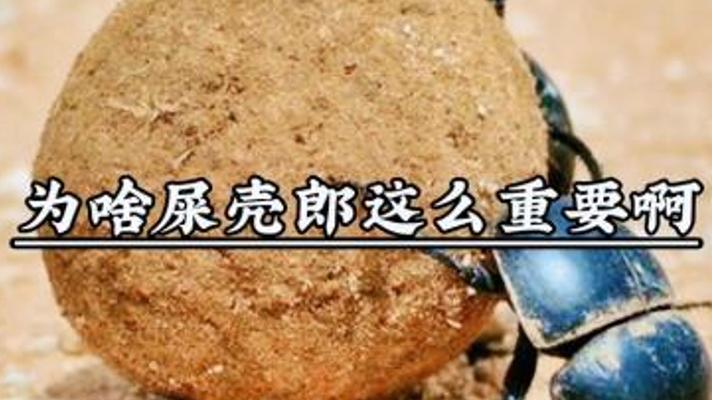 与屎壳郎重要性：自然界清道夫的神奇贡献