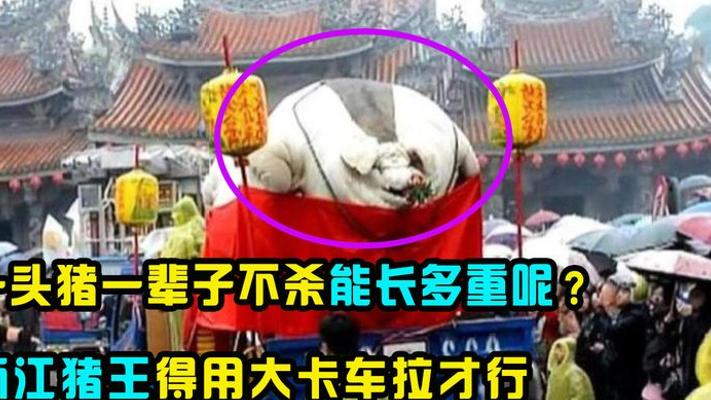 浙江猪王四次躲屠刀传奇：一头猪能长到多大的生命奇迹