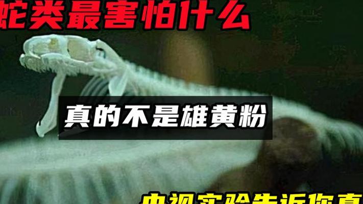 蛇类最怕啥？央视实验揭穿雄黄粉谣言，真克星竟是这些