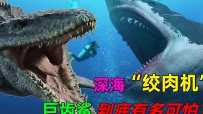 深海绞肉机巨齿鲨：史前海洋顶级掠食者的恐怖真相