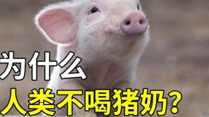 探究为何猪奶鲜少有人饮用的背后原因
