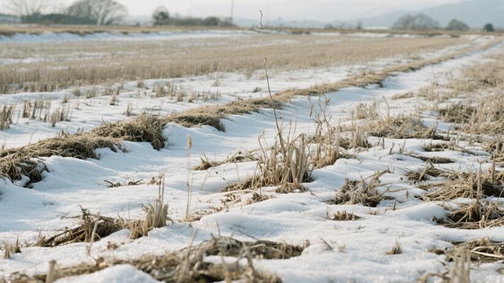 冬日田野：荒芜中蕴藏的生命礼赞
