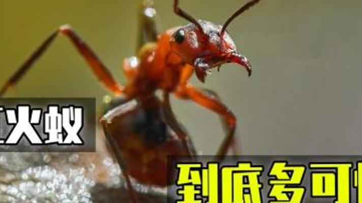 生态杀手红火蚁：惊动九部门防控的无敌入侵物种