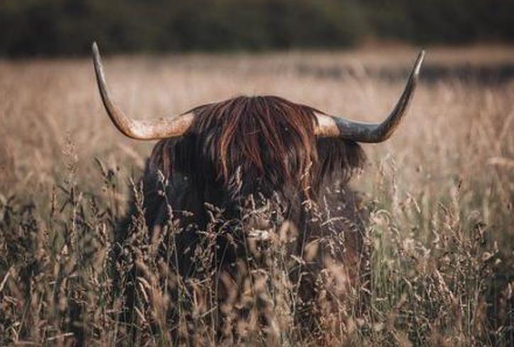 《鬼姻缘：战乱灾荒下的阴阳情殇》