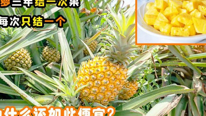 菠萝三年一结果却低价之谜：高产种植与市场秘辛