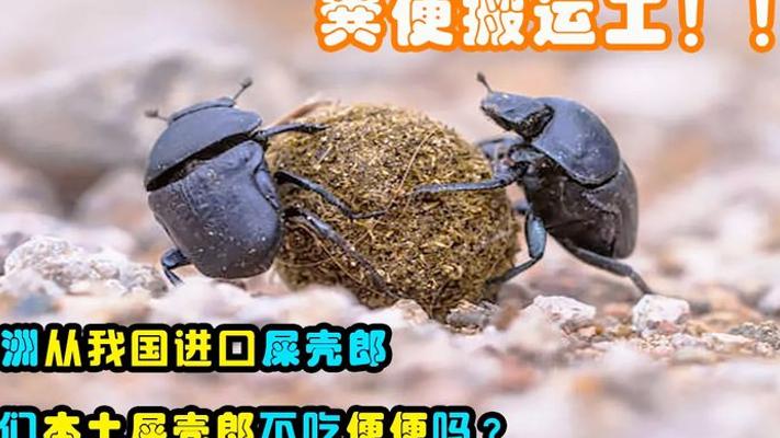 澳洲进口中国屎壳郎：本地虫太挑食竟靠外援救场