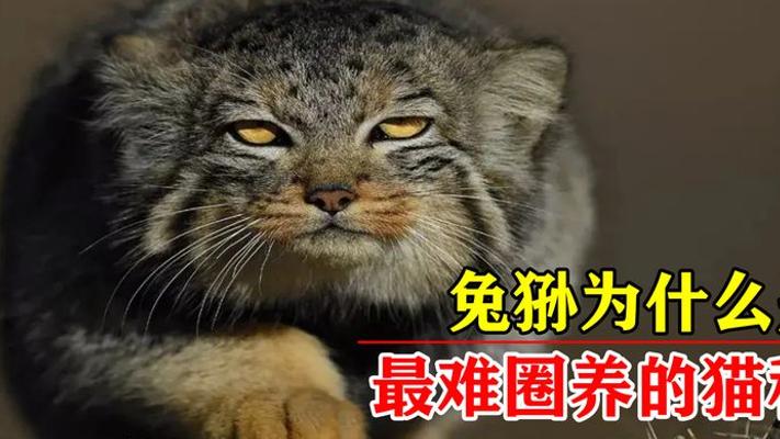 兔狲外表呆萌却成最难圈养猫科 国内仅一家动物园饲养