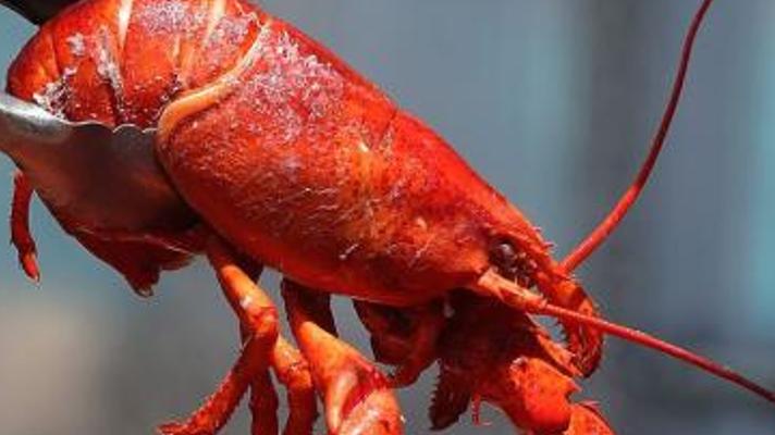 探究背后缘由：人类为何习惯活煮龙虾？