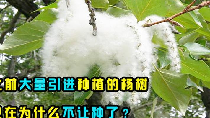曾经风光的杨树缘何被禁？杨絮之灾与生态隐忧全解析