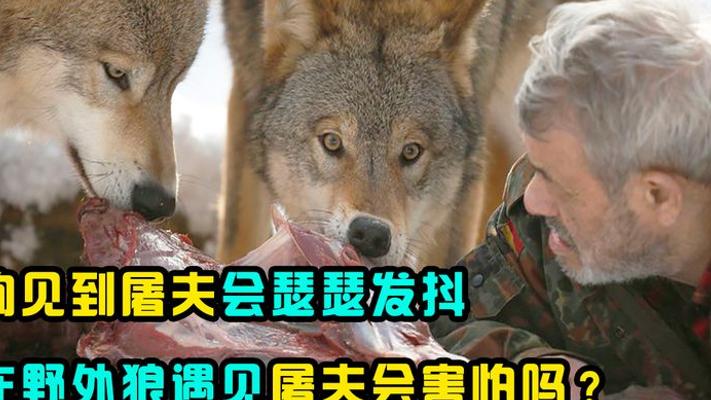 狗怕屠夫刀野狼遇屠夫也会怕吗