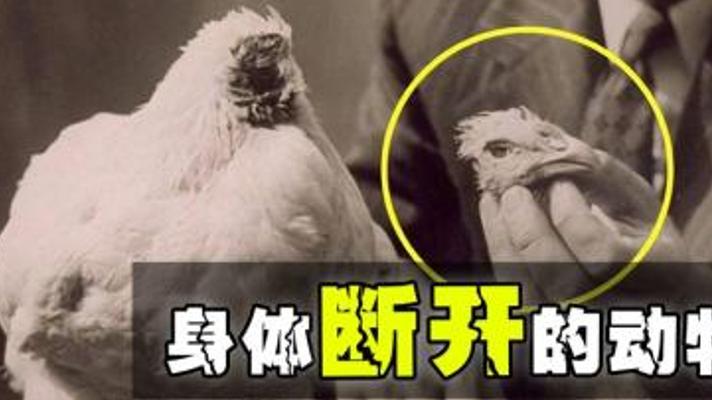 探秘神奇生物：身体断开后仍能存活的生命奇迹