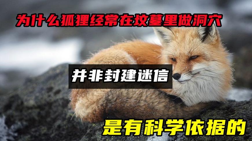 狐狸在坟墓做洞穴的秘密：科学解析而非封建迷信