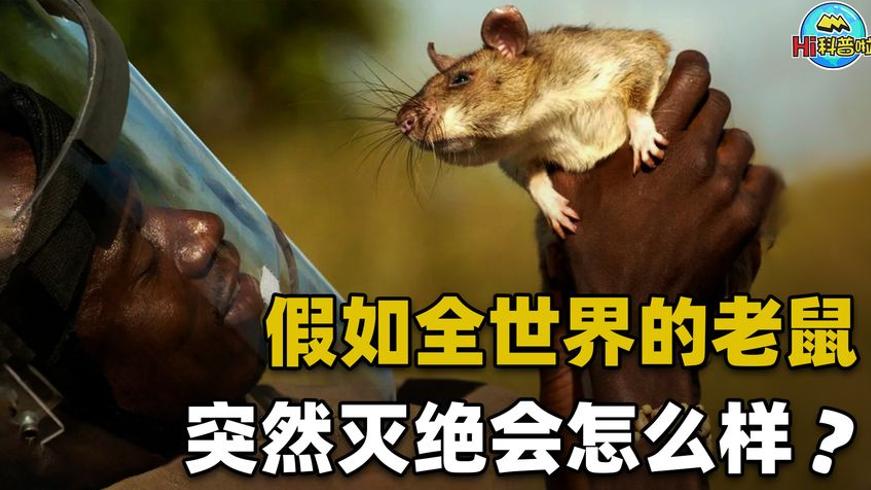 人类为啥不消灭老鼠老鼠灭绝竟会是大灾难