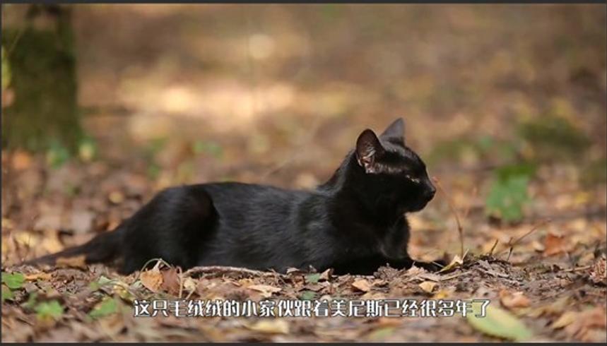 猫的都市传说与克苏鲁故事中的神秘关联