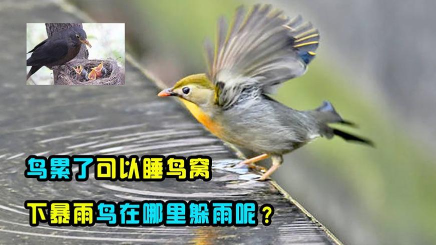 鸟儿躲雨之谜：暴雨中鸟类的生存智慧故事