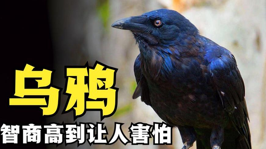 乌鸦背负凶兆污名 却拥有惊人智商的真相