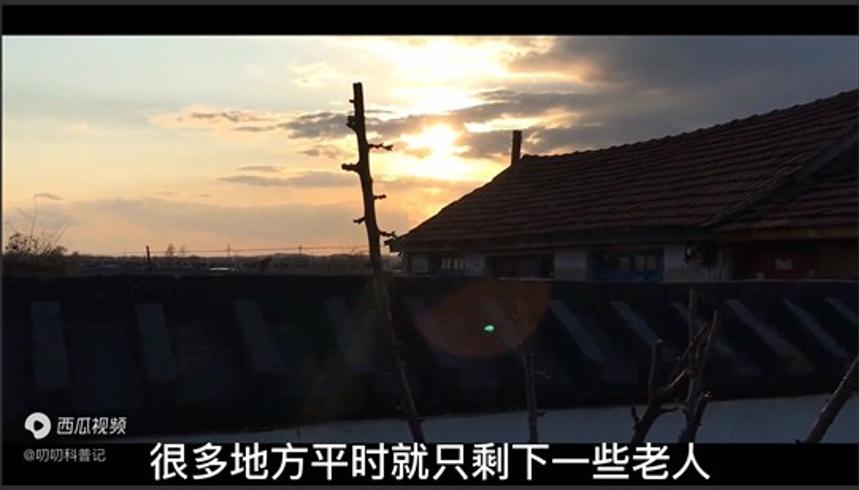 东北野鸡泛滥成灾：吃货也无奈的保护动物