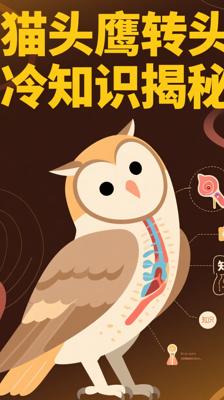 神奇！猫头鹰转头绝技背后的冷知识大揭秘