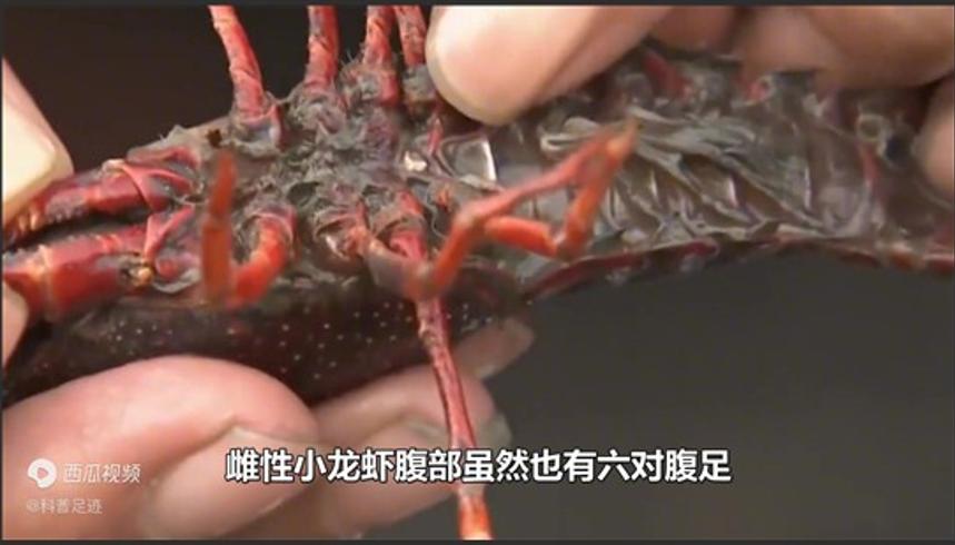 小龙虾头里的黄是虾黄还是虾屎？到底能不能吃？