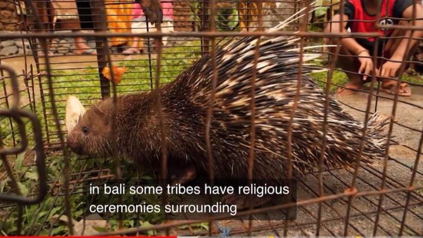 尼日利亚野味市场：舌尖上的生存与争议之旅