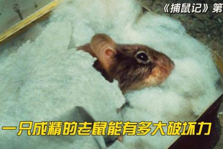 《捕鼠记》：笨兄弟与机灵鼠的爆笑别墅攻防战