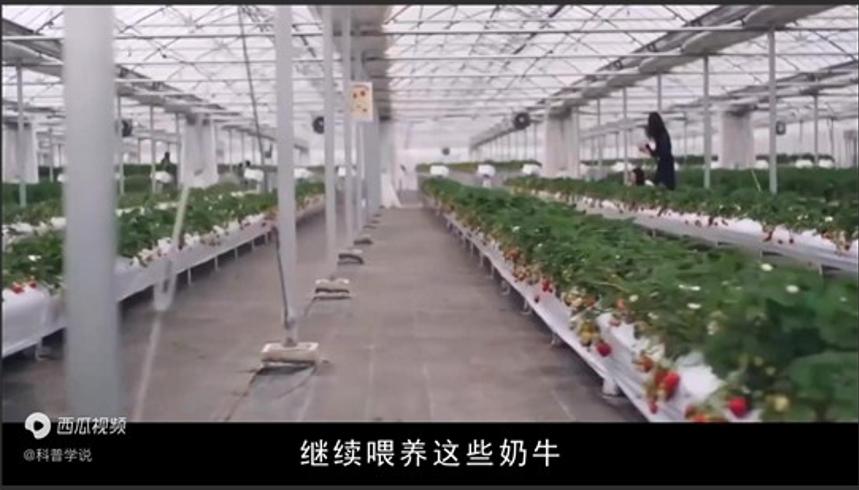 日本租山东1500亩地荒废五年真相：养牛种草藏玄机