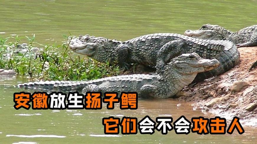 安徽放生370条扬子鳄野外超千条 温顺扬子鳄会伤人吗