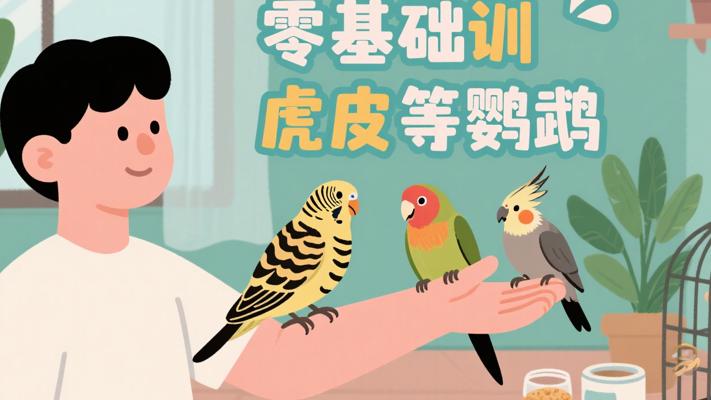 训鸟教程：零基础驯服虎皮牡丹玄凤鹦鹉