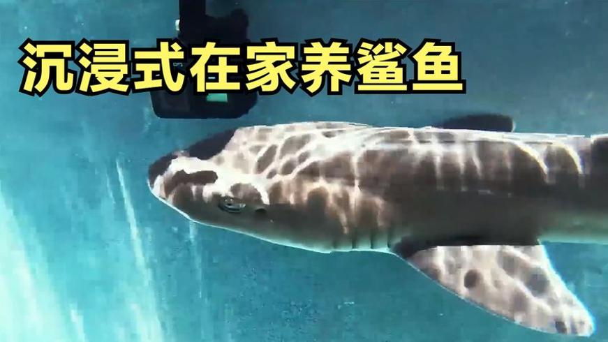 探秘极限职业：高空擦玻璃、海底驯鲨与导弹装卸传奇