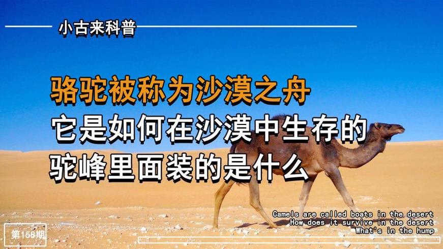 骆驼沙漠生存之谜：驼峰里藏着的生存密码