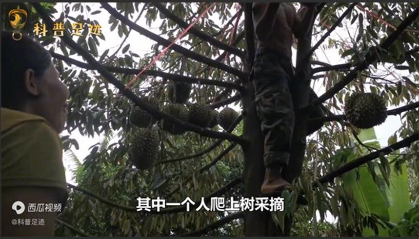 榴莲价格昂贵且我国大量进口的原因