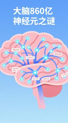 大脑冷知识：860亿神经元的超级网络之谜