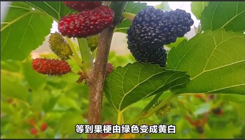 从桑苗到果干揭秘桑葚干的制作全过程