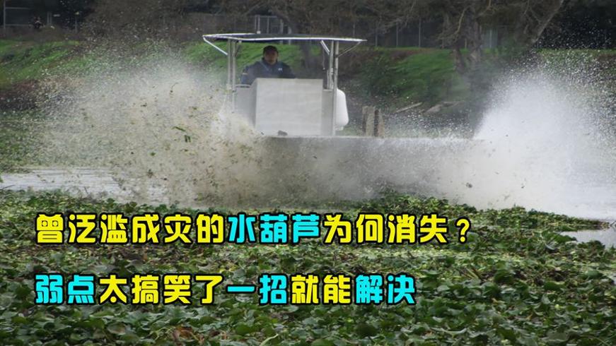 曾泛滥成灾的水葫芦消失之谜 一招制服的搞笑弱点