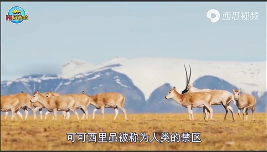 可可西里无人区多恐怖？人类禁区暗藏的可怕真相