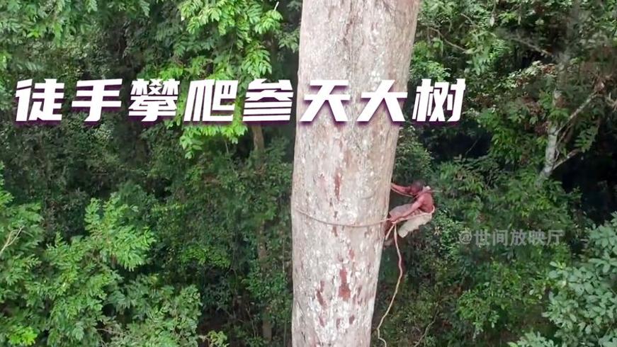 非洲哈扎比部落：原始人徒手掏蜂蜜射鸟吃蛇的硬核生活