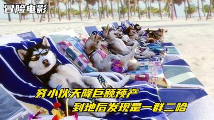 《雪地狂奔》：黑人牙医与雪橇犬的阿拉斯加寻亲记